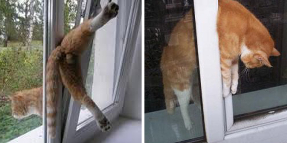 Cat can get stuck in window, keep her safe