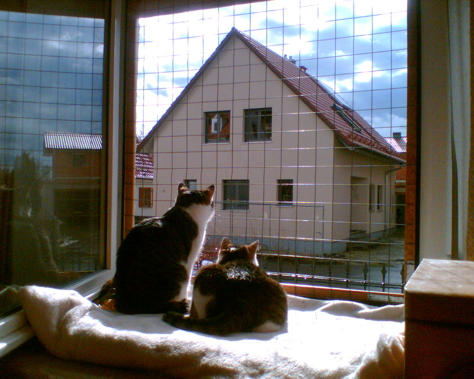 Window protection for cats