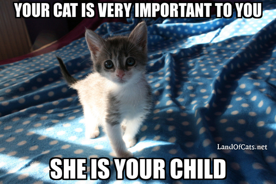 your cat is important