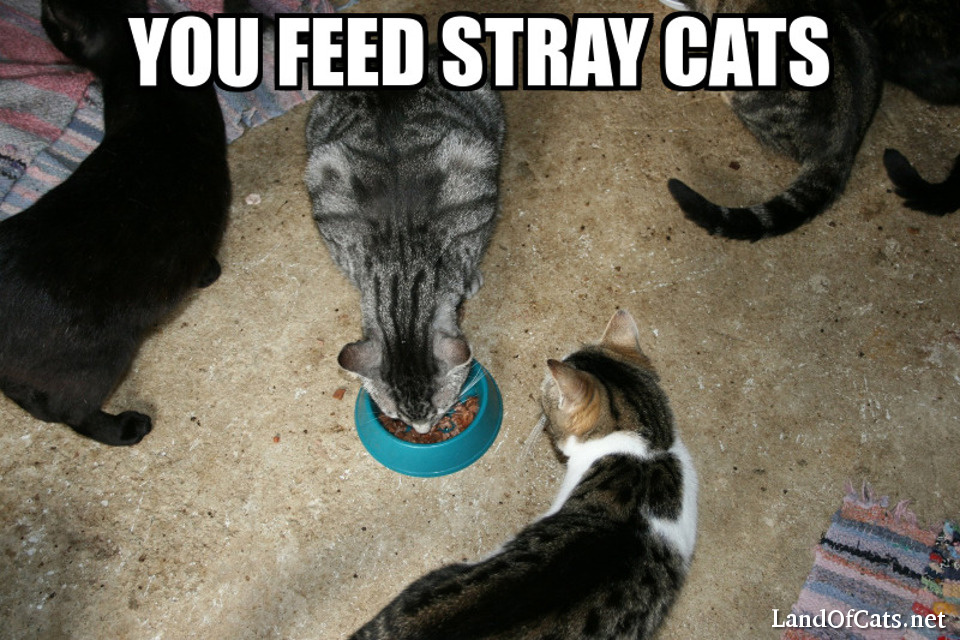 you feed stray cats