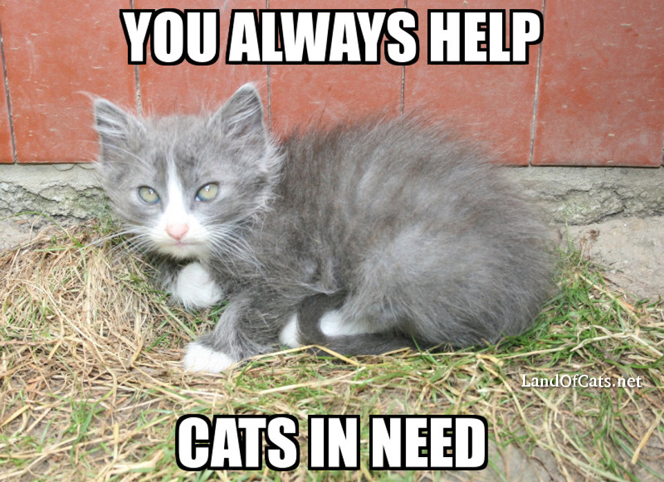 you help cats in need