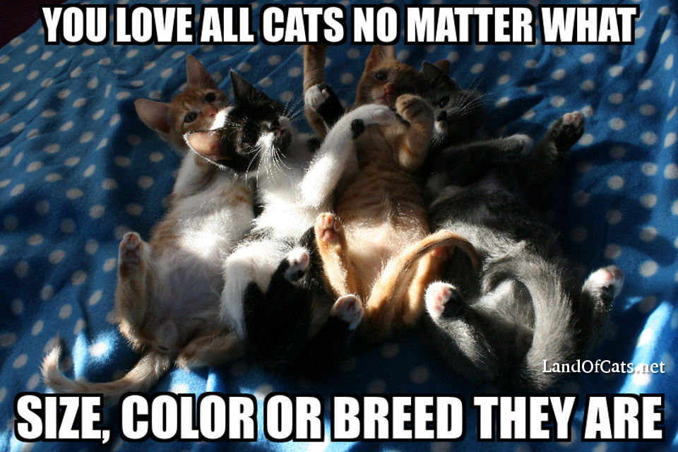 you love all cats