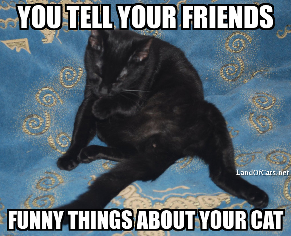 funny things about your cat