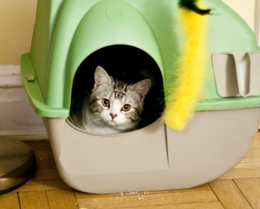 What If The Cat Refuses To Use The Litter Box?