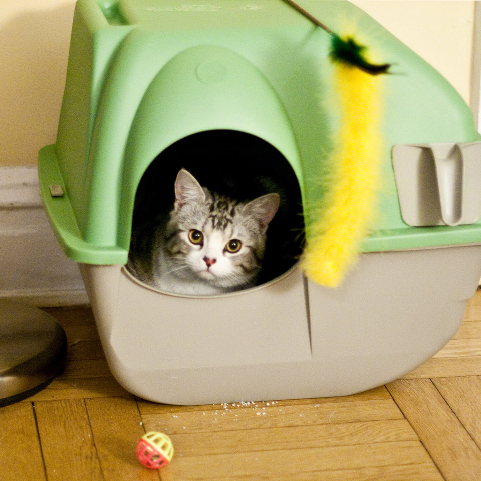 What If The Cat Refuses To Use The Litter Box?