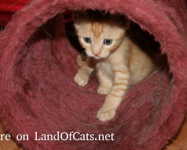 Cute Orange Kitten!