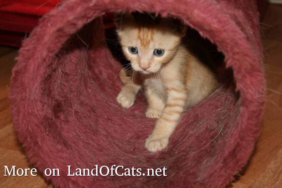 Cute Orange Kitten!