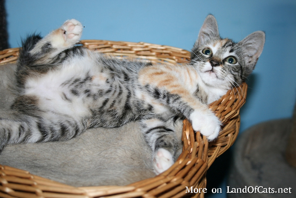 Does Your Cat Really Want A Belly Rub?