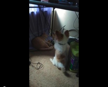 Cat Steals Dog’s Toy And He Begs To Get It Back!