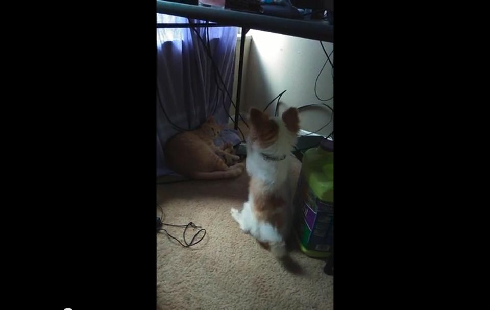 Cat Steals Dog’s Toy And He Begs To Get It Back!