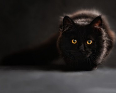 Black Cat Appreciation Day On August 17th!