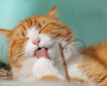 What Does It Mean When Cats Squeeze Their Eyes Shut?