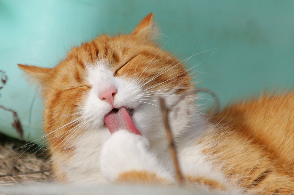 What Does It Mean When Cats Squeeze Their Eyes Shut?