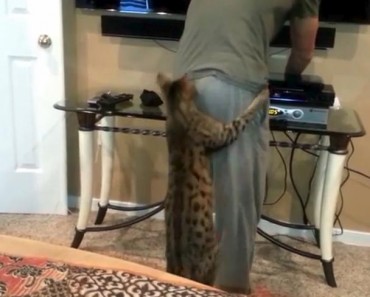 This Cat Did The Funniest Thing Ever!