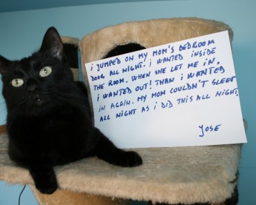 Funny Cat Confession!