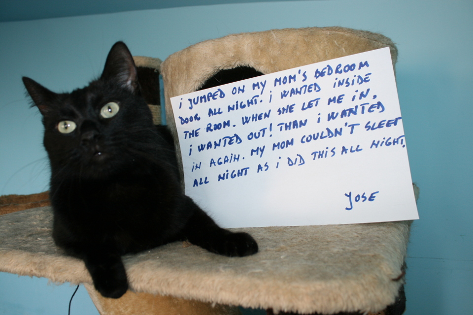 Funny Cat Confession!