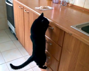 Funny Cat Stealing Food!
