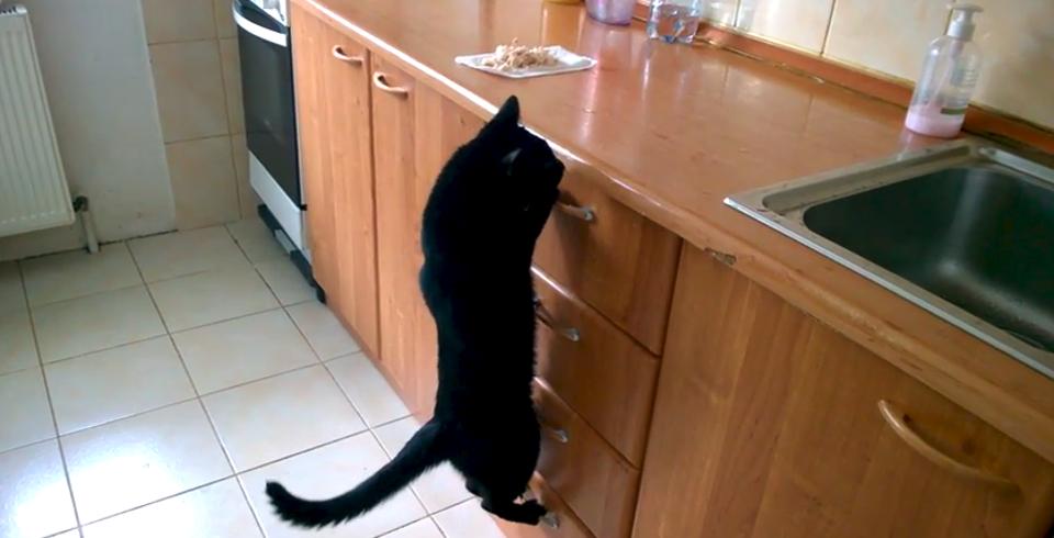 Funny Cat Stealing Food!