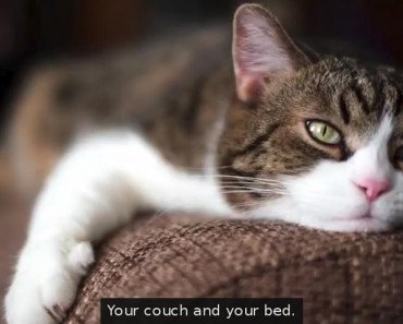 How To Prevent Your Cat From Scratching Your Furniture!