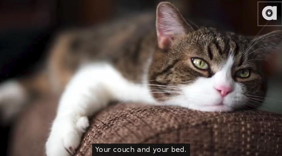How To Prevent Your Cat From Scratching Your Furniture!