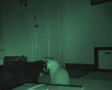 What Cats Do At Night!