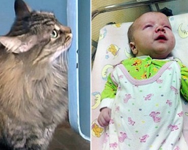 Cat Stayed Next To An Abandoned Child For Hours To Keep Him Alive