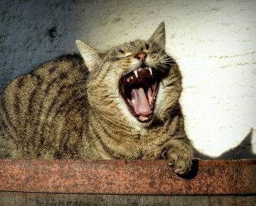 Are Cats Laughing At Us Behind Our Backs?