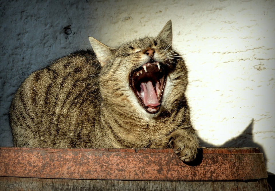 Are Cats Laughing At Us Behind Our Backs?