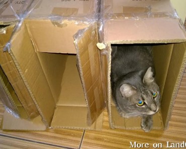 Boxes Are The Best!