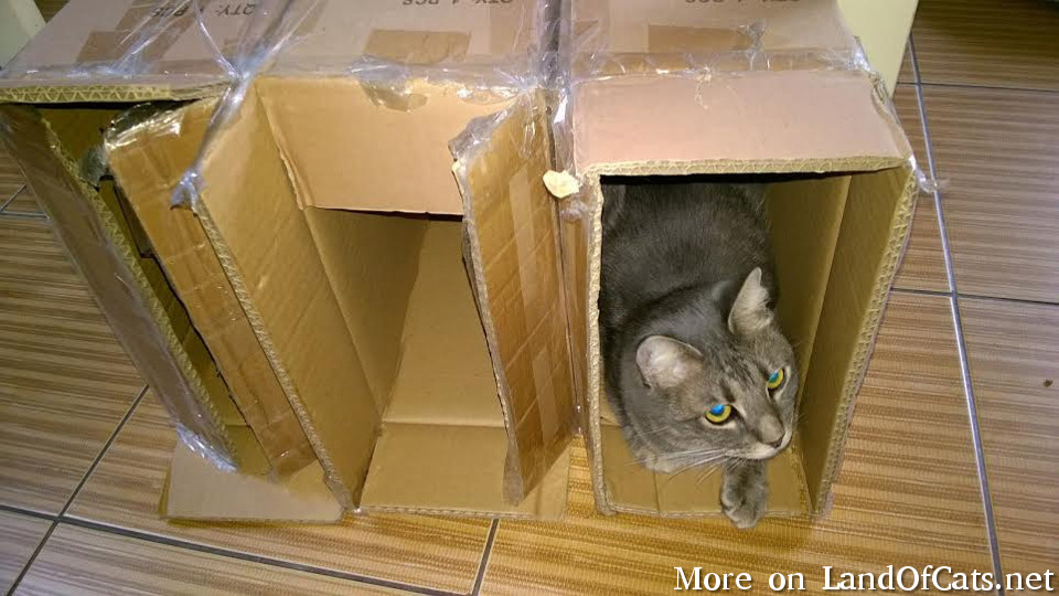 Boxes Are The Best!