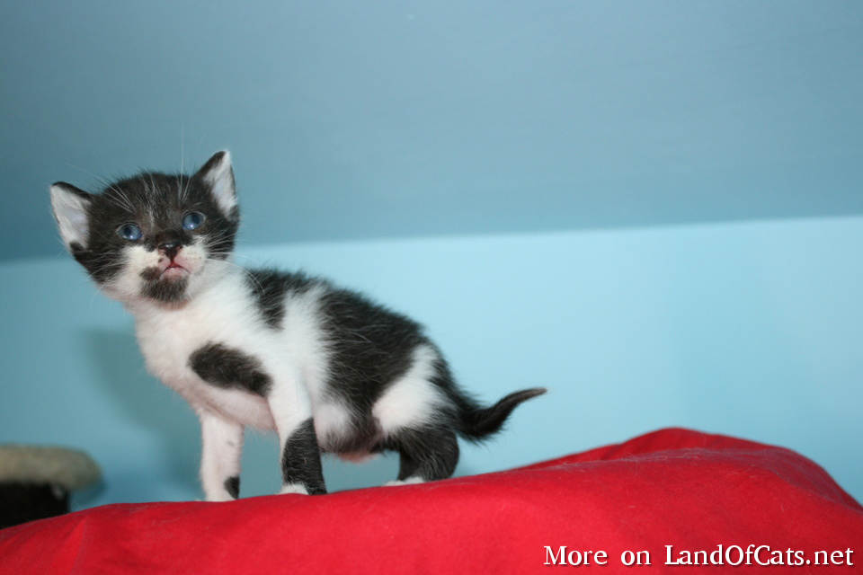 Black And White Cats – Tuxedo Cats!