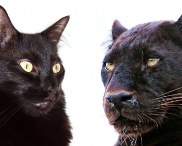 See Why Domestic Cats and Big Cats Are Similar!