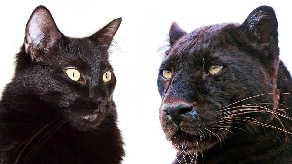 See Why Domestic Cats and Big Cats Are Similar!