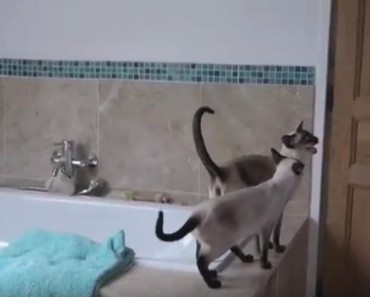 She Just Wanted A Relaxing Shower. What The Cats Do Is The Funniest Thing You’ll See Today