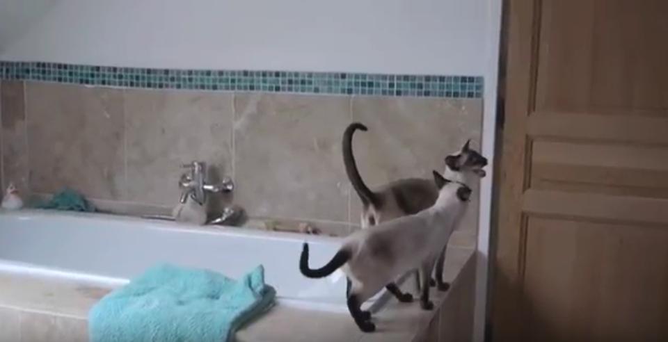She Just Wanted A Relaxing Shower. What The Cats Do Is The Funniest Thing You’ll See Today