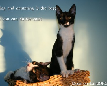 The Truth About Spaying or Neutering Your Cat!