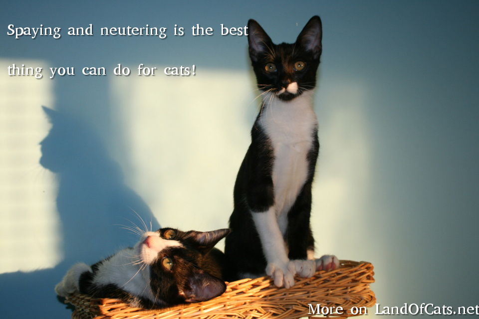 The Truth About Spaying or Neutering Your Cat!