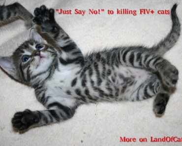 The Truth About Fiv (Feline Immunodeficiency Virus) Cats