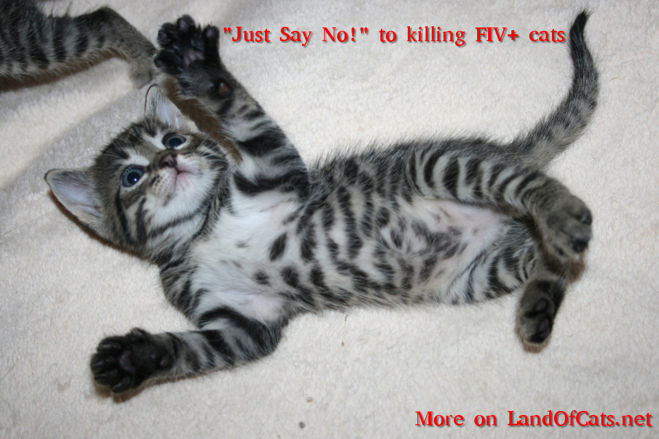 The Truth About Fiv (Feline Immunodeficiency Virus) Cats