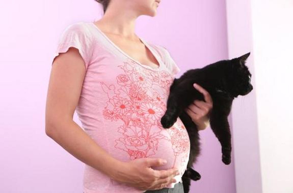 Are Cats a Threat to Pregnancy?