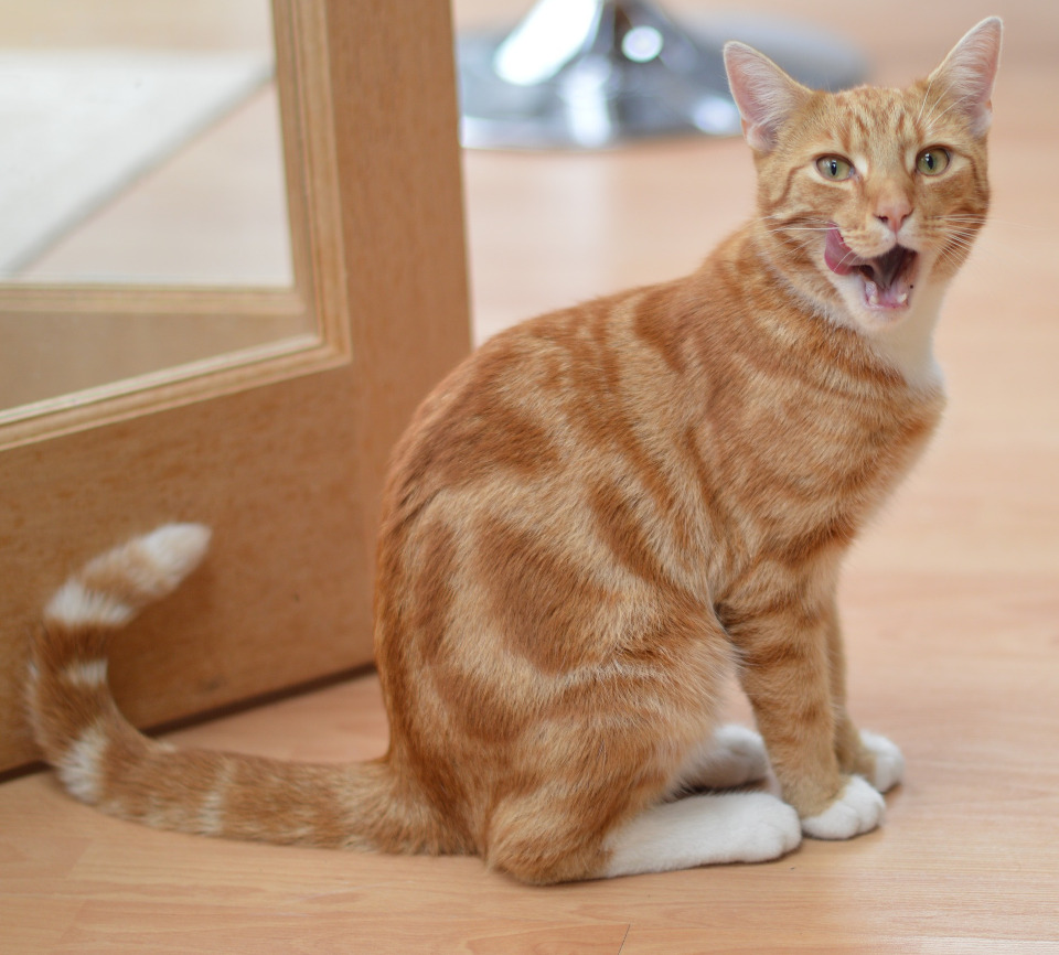 Forbidden Foods For Cats!