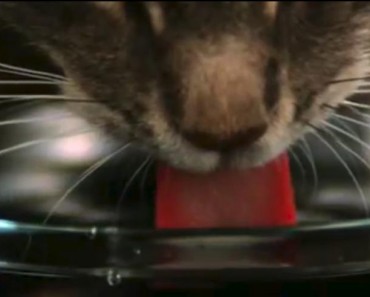 How Do Cats Drink Water?