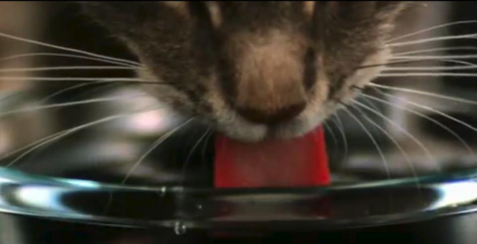 How Do Cats Drink Water?