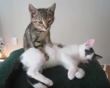 This Kitten Will Show You The Art Of Massage!