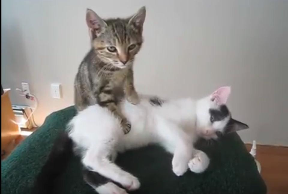 This Kitten Will Show You The Art Of Massage!