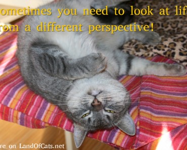 Cat Perspective!
