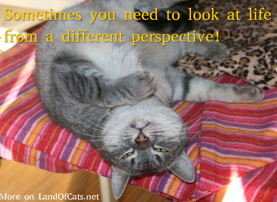 Cat Perspective!