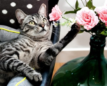 Plants Toxic To Cats!