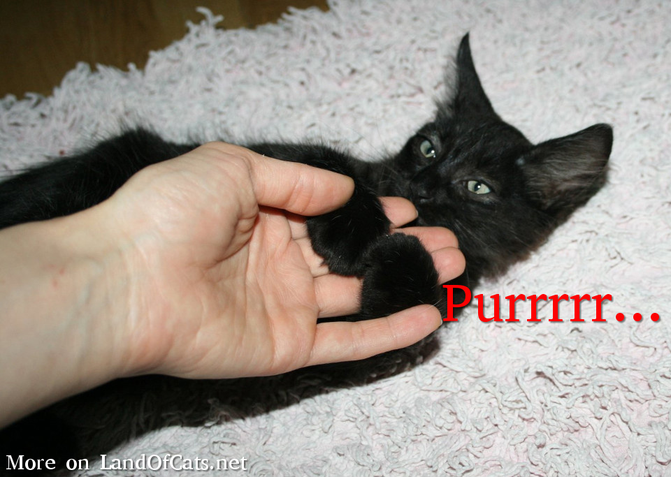 I Am Purring! I Might Be Happy, I Might Be Not!