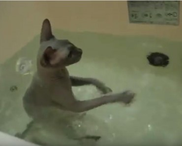 This Sphynx Kitten Taking A Bath Will Make Your Day